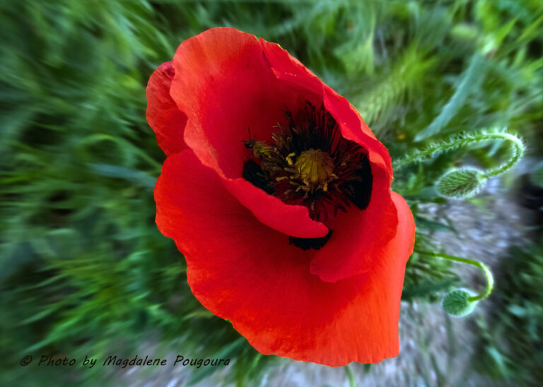Red poppy / Παπαρούνα