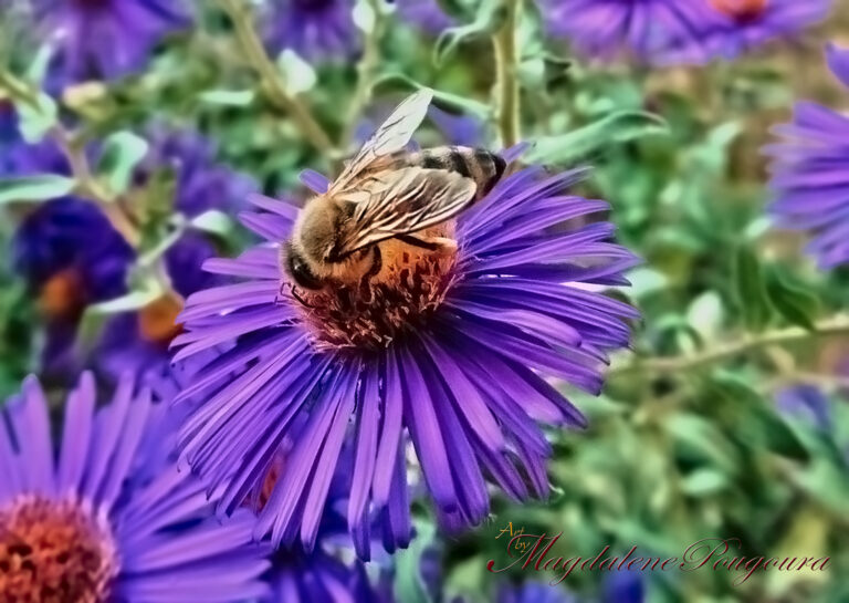 Daisies Μαργαρίτες