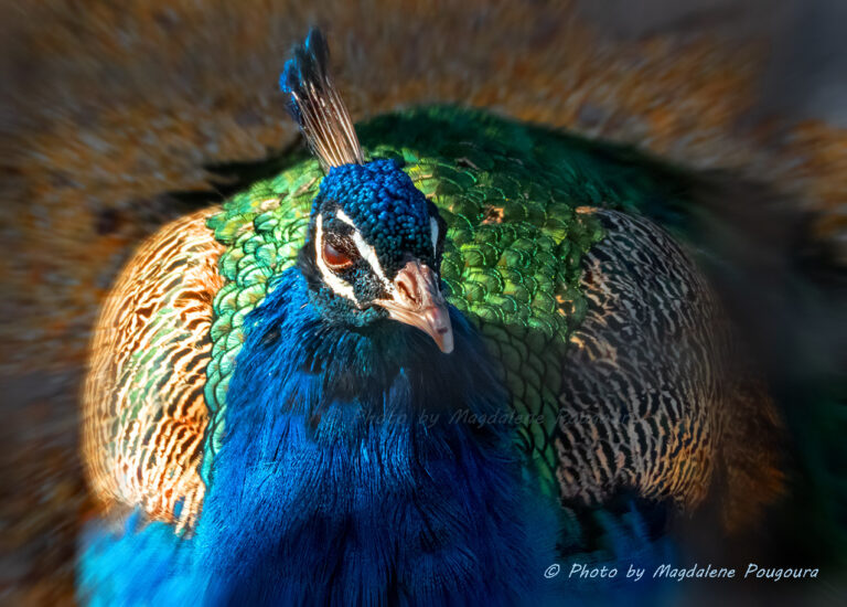 Peacock / Παγώνι